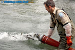 Releasing juvenile steelhead at Chilliwack River