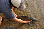 Releasing a large Okanagan carp