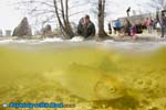 Releasing rainbow trout into Lafarge Lake