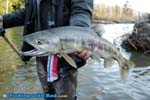 Tiny chum salmon