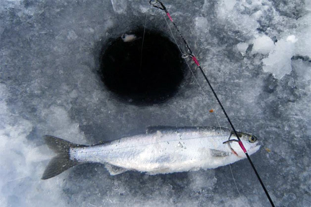 A plump kokanee pulled through the ice