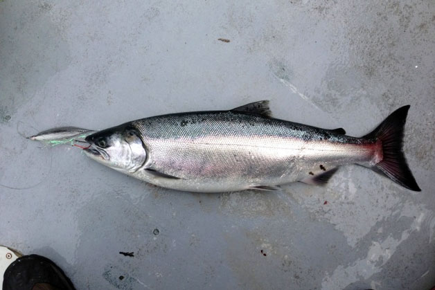 Rivers Inlet coho salmon