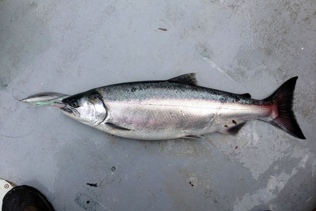 Rivers Inlet coho salmon Rivers Inlet coho salmon