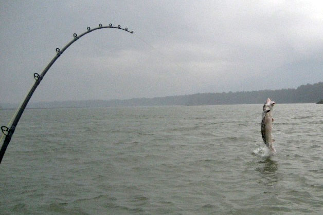 Spring Fraser River sturgeon fishing with Prestige Sportfishing