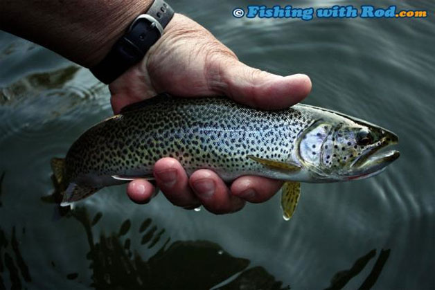 Coastal cutthroat trout Coastal cutthroat trout