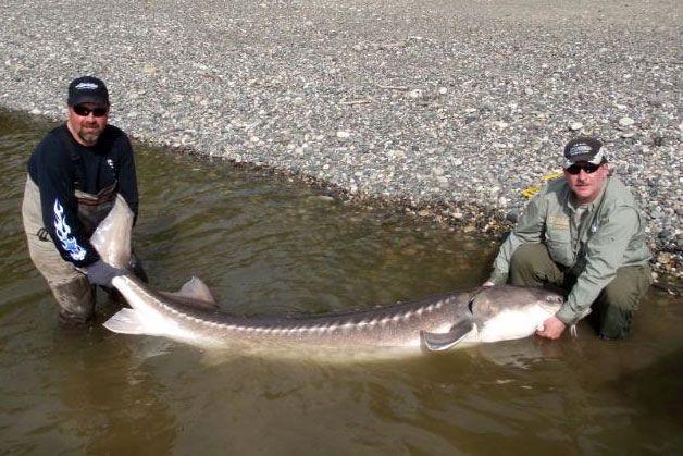 Fraser River sturgeon fishing in spring