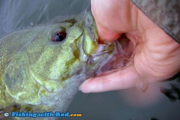 BC bass fishing BC bass fishing