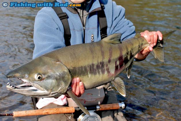 Fraser River chum salmon