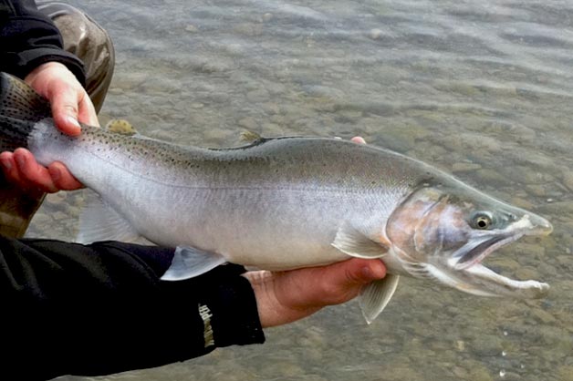 Good fly patterns catch big cutthroat trout like this Good fly patterns catch big cutthroat trout like this