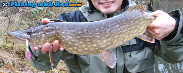 Northern pike Northern pike