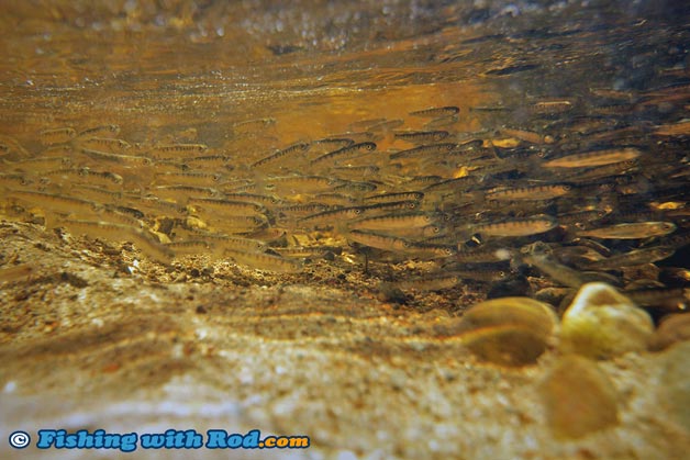 Releasing juvenile coho salmon Releasing juvenile coho salmon