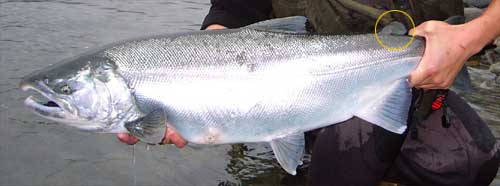 Fishing with Rod British Columbia Canada