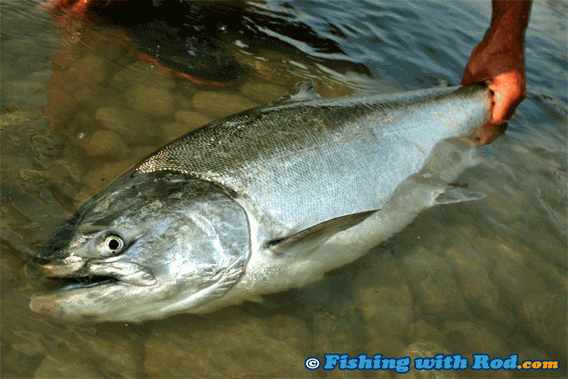 Fraser River chinook salmon fishing Fraser River chinook salmon fishing