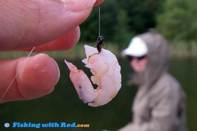 Shrimp as bait for trout Shrimp as bait for trout