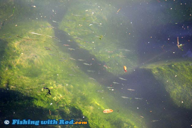 A school of juvenile salmon