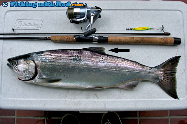 Dorsal fin Dorsal fin