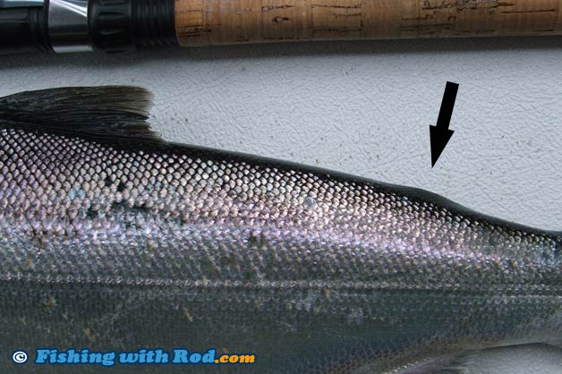 Hatchery marked salmon Hatchery marked salmon
