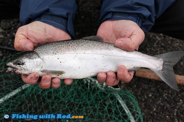 Coho jack salmon Coho jack salmon