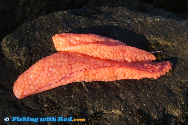 Salmon roe Salmon roe