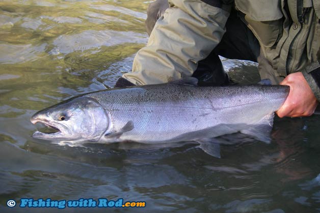 Coho salmon Coho salmon