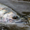 Vancouver freshwater fishing report Vancouver freshwater fishing report