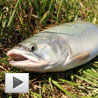 Tidal Fraser Pink Salmon Tidal Fraser Pink Salmon