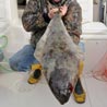 Ucluelet Fishing Report
