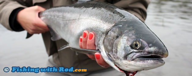 2011 Chilliwack River Fall Coho Salmon Fishery Survey