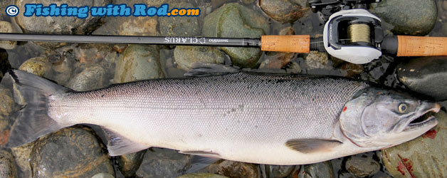 2014 Chilliwack River Fall Coho Salmon Fishery Survey 2014 Chilliwack River Fall Coho Salmon Fishery Survey