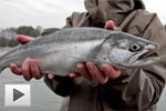 Sneaky coho jacks