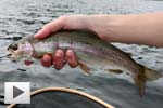 Spring Trout in Whistler