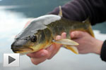 Tagging Cultus Lake Pikeminnow