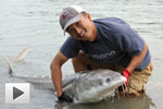 Fraser River Sturgeon, Part Two