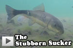 The Stubborn Sucker