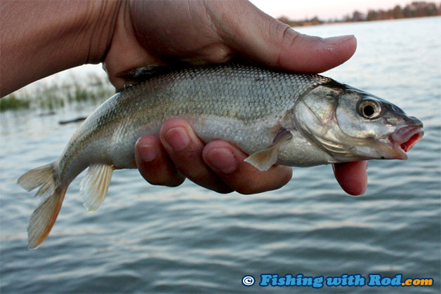 peamouth chub in the Fraser River peamouth chub in the Fraser River