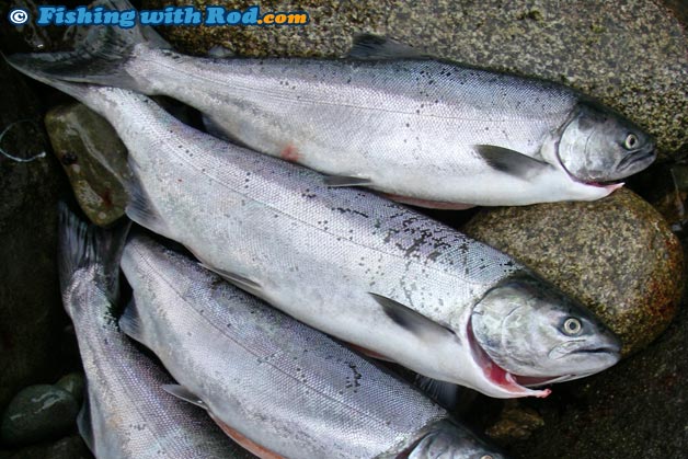 Chinook Salmon Length Weight Chart