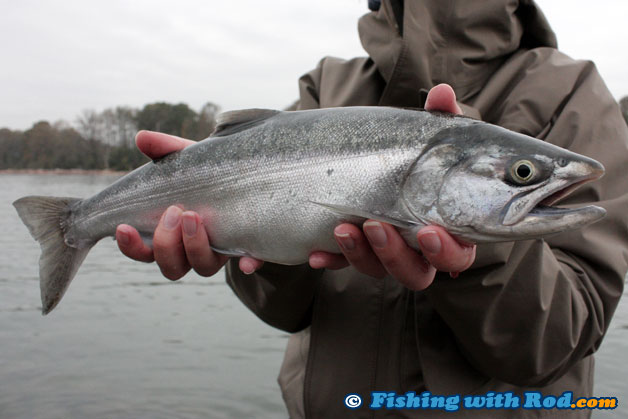 A silver hatchery coho indicates that it just arrived freshly from the ocean A silver hatchery coho indicates that it just arrived freshly from the ocean