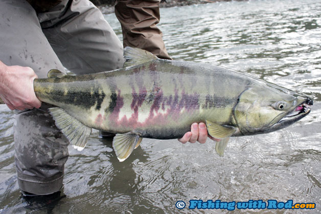 This chum salmon was rather coloured and the dark belly suggests that it would not be good for eating This chum salmon was rather coloured and the dark belly suggests that it would not be good for eating