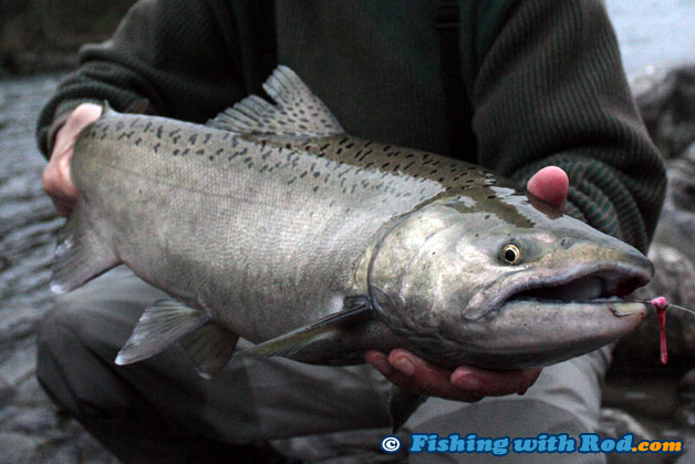 This chinook salmon is not completely dark, but was released so it could finish spawning This chinook salmon is not completely dark, but was released so it could finish spawning