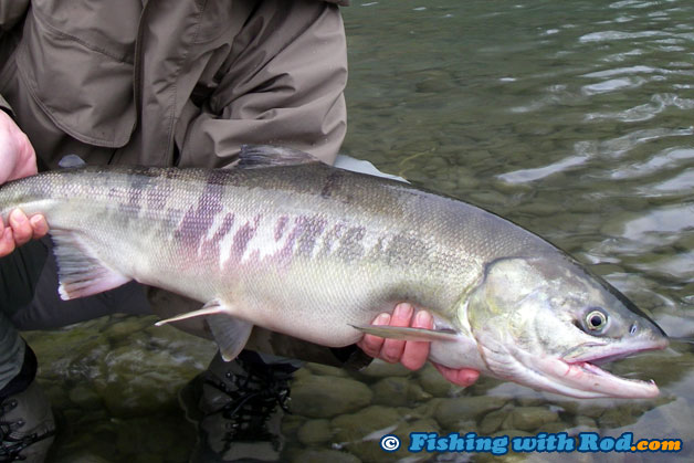 This chum salmon already had a few coloured stripes, but it was still relatively fresh and silver as most chum salmon already display these colours once they enter the estuaries This chum salmon already had a few coloured stripes, but it was still relatively fresh and silver as most chum salmon already display these colours once they enter the estuaries