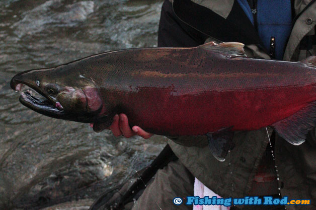 This dark male coho salmon was ready to spawn and should not have been held up above the water This dark male coho salmon was ready to spawn and should not have been held up above the water