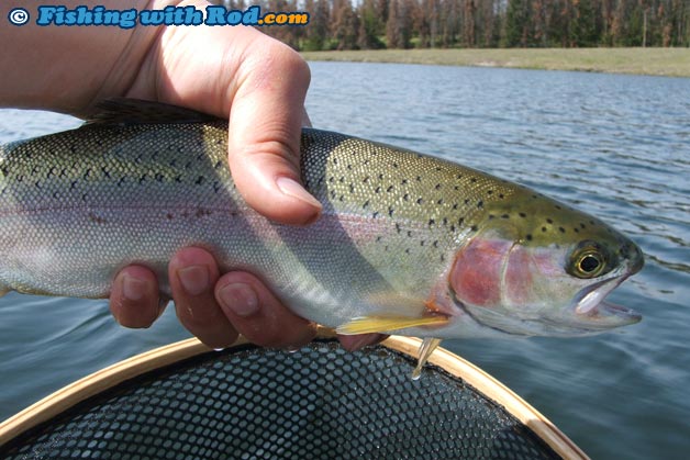 Rainbow trout caught on a chironomid pattern Rainbow trout caught on a chironomid pattern