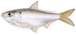 Threadfin shad