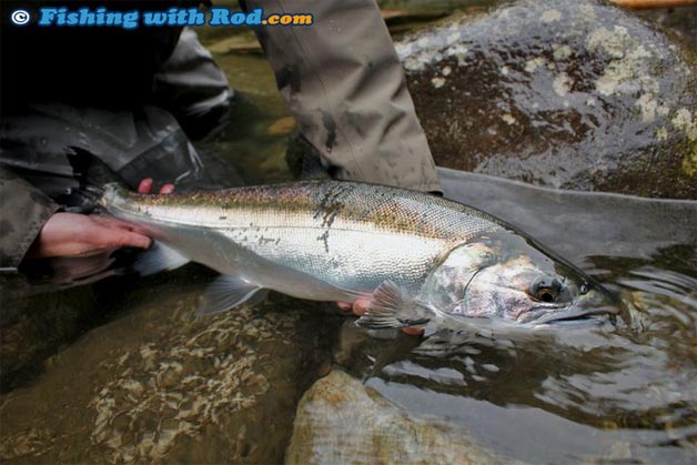 BC river salmon fishing