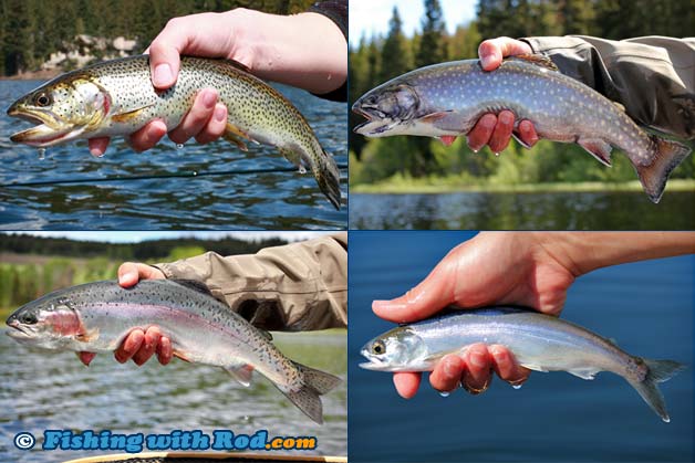 Lure Fishing for Stocked Rainbow Trout