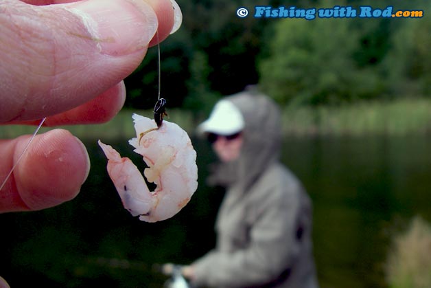 Bait Fishing for Stocked Rainbow Trout