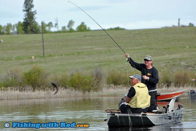 Salmon Lake Pennask Rainbow Trout in BC Salmon Lake Pennask Rainbow Trout in BC