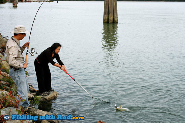 Catching pink salmon in Tidal Fraser River Catching pink salmon in Tidal Fraser River