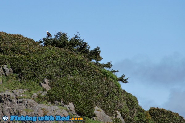Bald Eagle on the West Coast of Vancouver Island