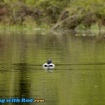 Loon in Thick Spring Hatch